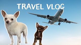 First time flying with 2 dogs! *pray for us*