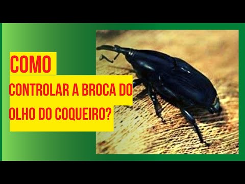 Vídeo: Sago Controle do gorgulho da palmeira: dicas sobre o tratamento do gorgulho da palmeira