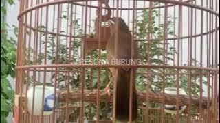 TERAPI BURUNG WAMBI MACET DAN STRES ,SANGAT COCOK UNTUK PANCINGAN WAMBI.