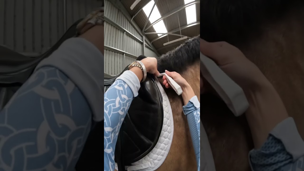 Tack up a 17hh stallion for a rainy ride🌧️🐴 this boy is Rodney owned by thorfield equestrian😍✨