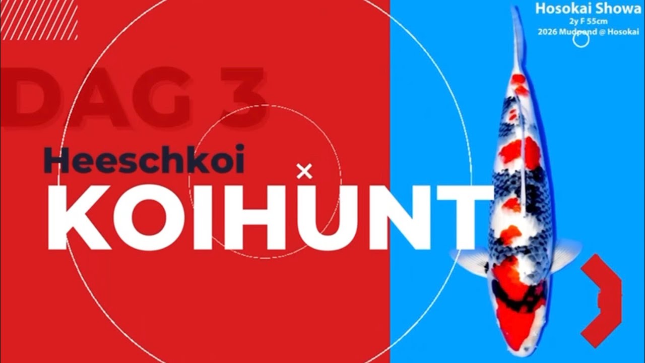 Deel 3 Big jumbo Showa TATEGOI more TANCHO new collection @Heeschkoi-nl 