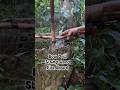 Bow drill with wood stump fire board #primitivefirelighting #bushcraft