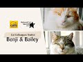 Benji and Bailey | National Cat Awards 2023: Cat Colleague finalists