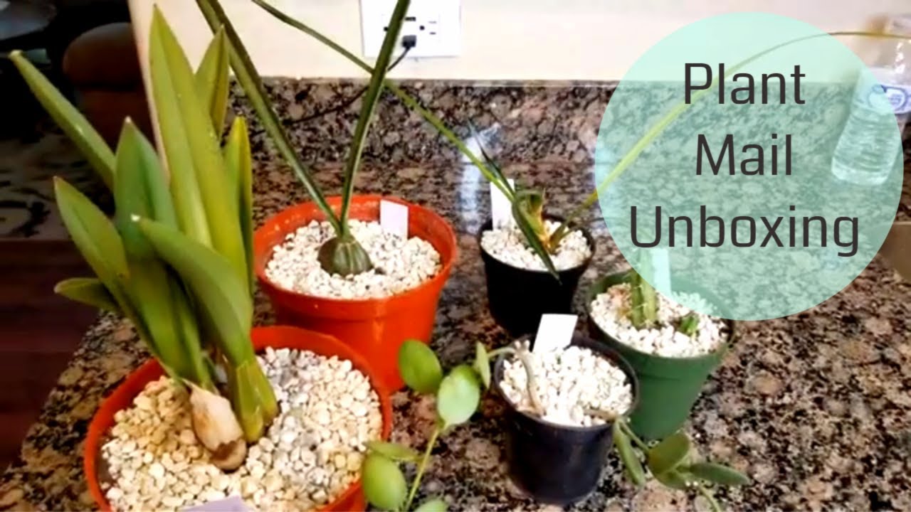 Plant Mail Unboxing plantfriends YouTube
