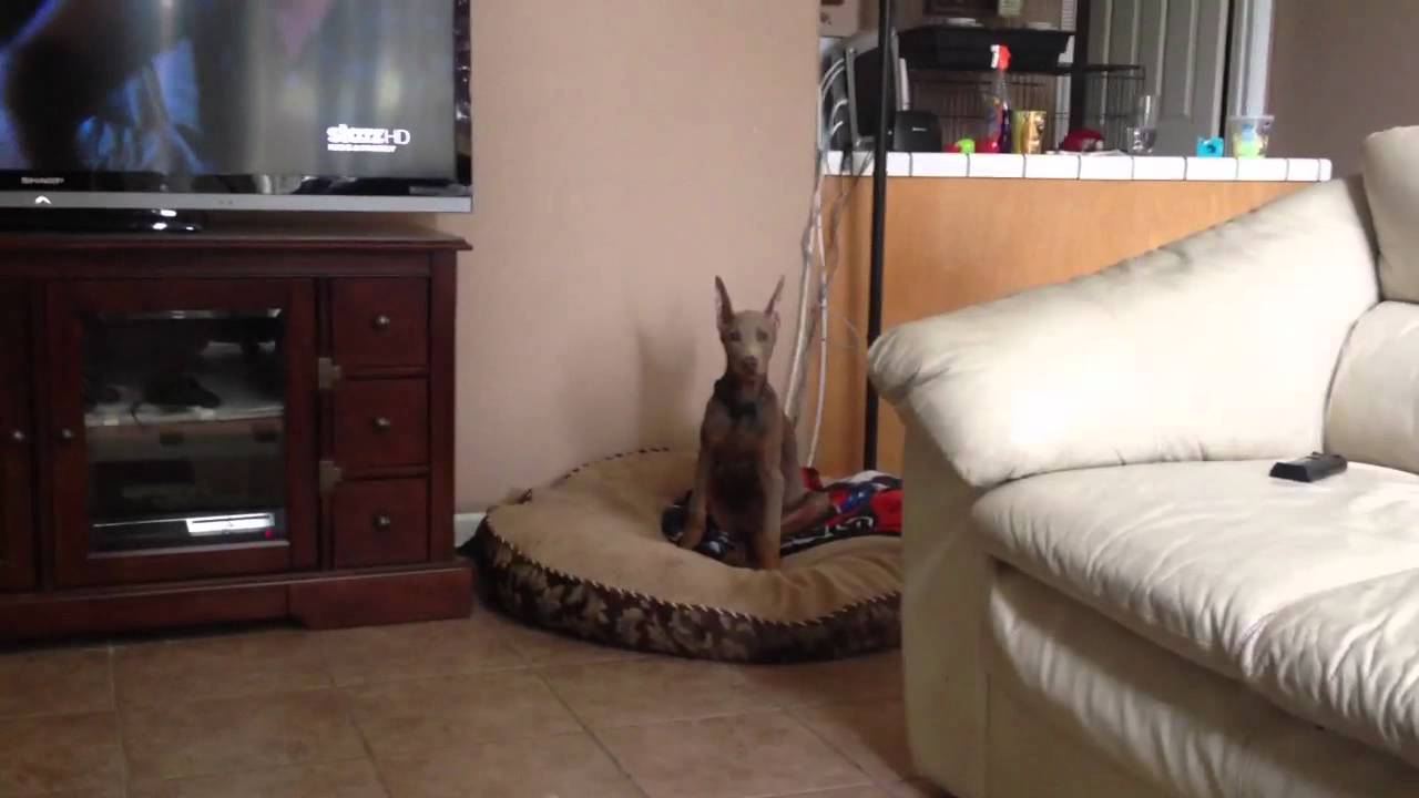 Resultado de imagen para doberman dog, in the livingroom