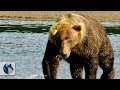 Osos Gigantes de Alaska. Parte 2