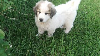 Great Pyrenees puppies