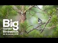 Big garden birdwatch live 2021  saturday