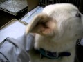 2013.3.28 さくらももこ2