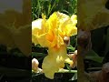#психология #саморазвитие #ошибки_общения #flowergarden #cats