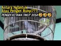 Perkutut bangkok bunyi sampai terkantuk kantuk 🤣| Cocok pisan buat pancingan malam hari yeuh!!!