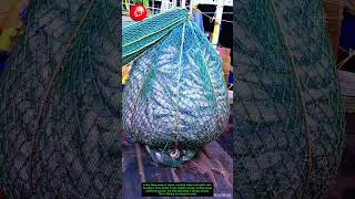 Japan’s Mega Fishing Ship in Action 🚢🐟 | Industrial-Scale Catch