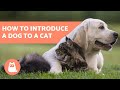 How to Introduce a Dog to a Cat - In 5 Easy Steps! How to Introduce a Dog to a Cat - In 5 Easy Steps!