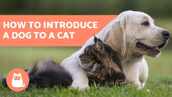 How to Introduce a Dog to a Cat - In 5 Easy Steps! - DayDayNews