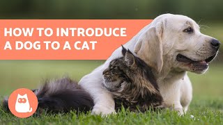 How to Introduce a Dog to a Cat  In 5 Easy Steps!