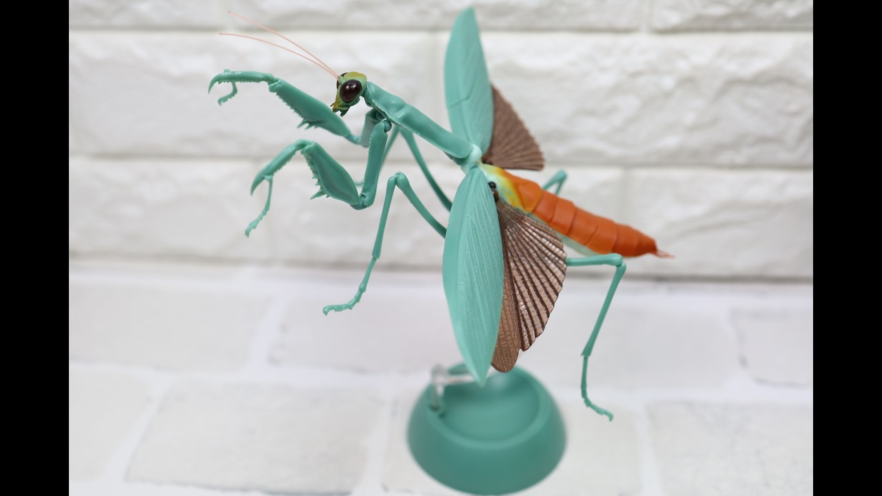 Praying Mantis Vol.2 Tenodera Aridifolia(normal abdomen ver