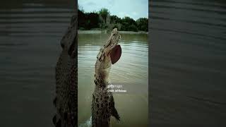THE MAN EATER🐊🐊🐊 #odia #odiacomedy #odiashorts #viral #viralshorts #me #crocodile