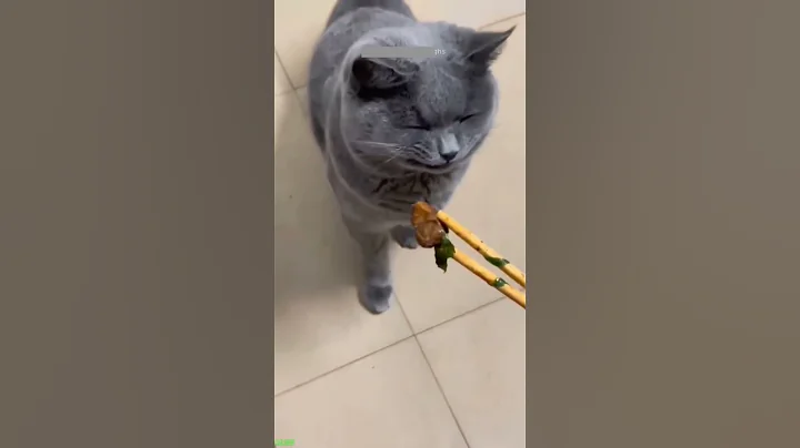 Video 11158951: toilet cat funny, laugh cats dogs funny