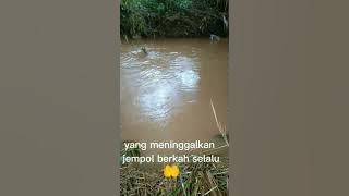 #shorts. || Mancing ikan di arus deras  || Anwar the pish