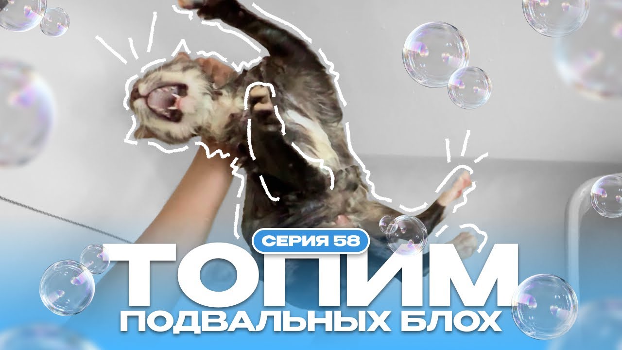 Топим подвальных блох 58