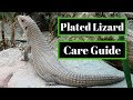 Sudan Plated Lizard Care Guide