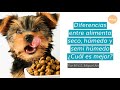 Diferencias entre alimento seco y húmedo para mascotas ¿Cuál es mejor?