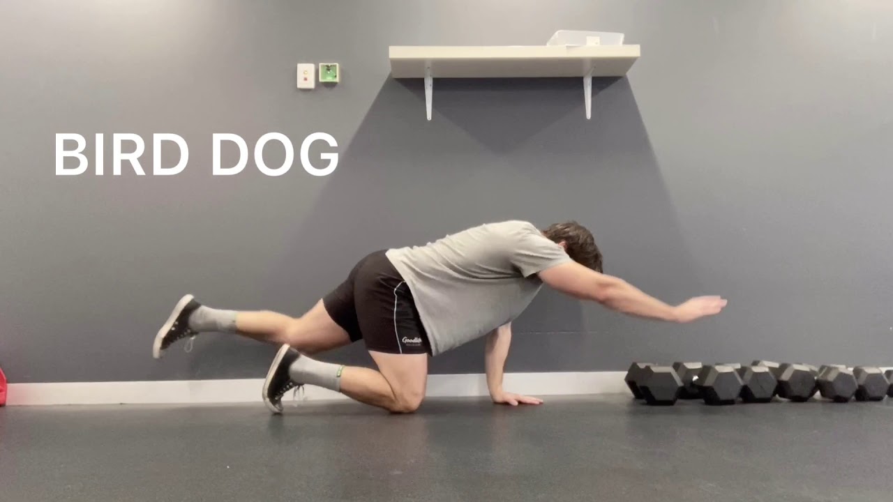 HOW TO perform Bird Dog YouTube