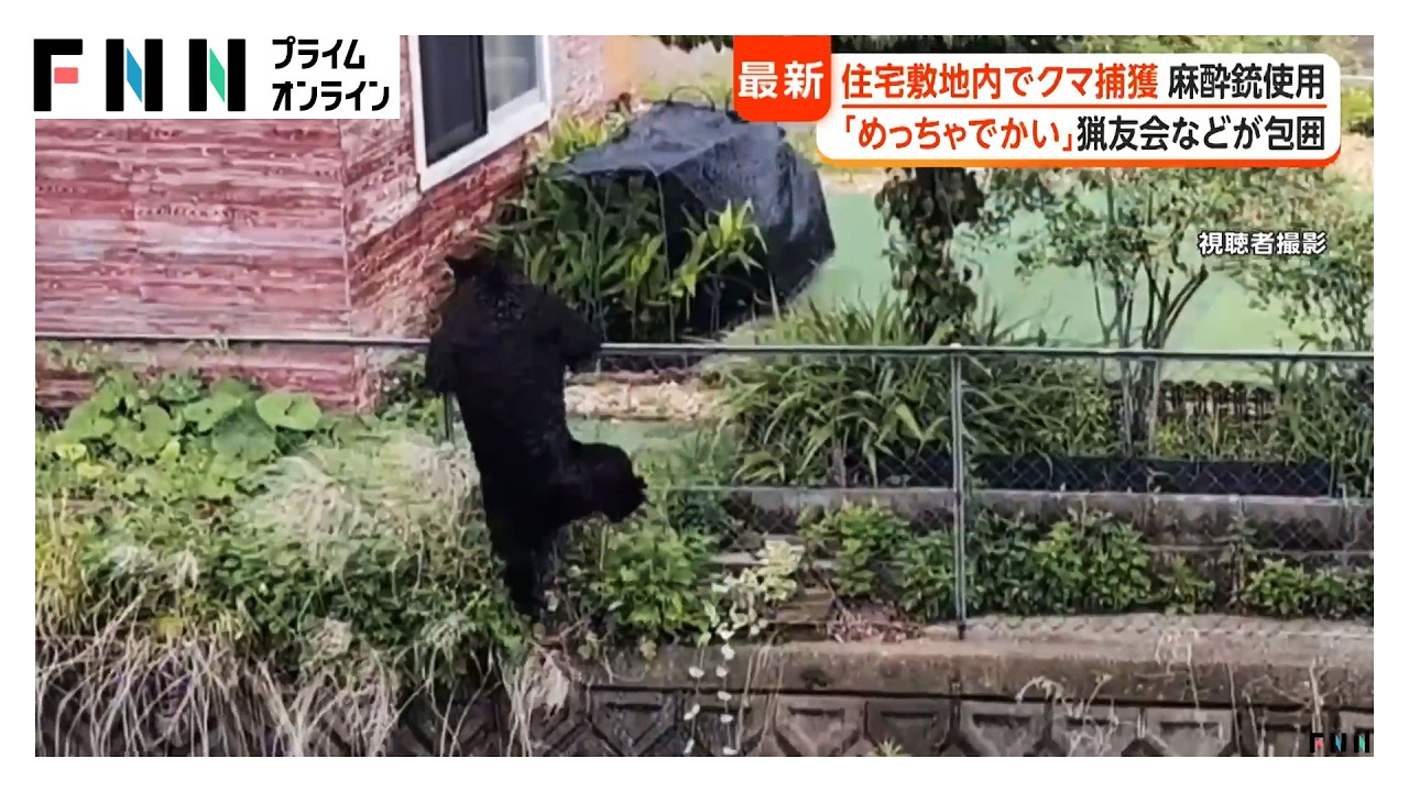 宇都宮の住宅敷地にクマ 麻酔銃3発中1発命中で捕獲 一時厳戒態勢で猟友