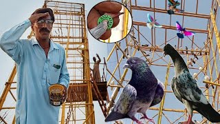 ایک ہی دن میں  ناصر نے نمبر لگے 4 کبوتر پکڑے ? - apna shok apni pachan - Nasir pigeon club
