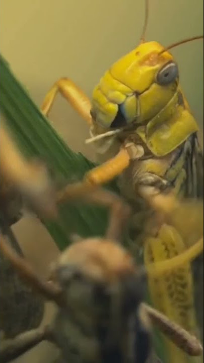 Suara Belalang #shorts #hewan #suarahewan #belalang #suaraalam #hewanliar