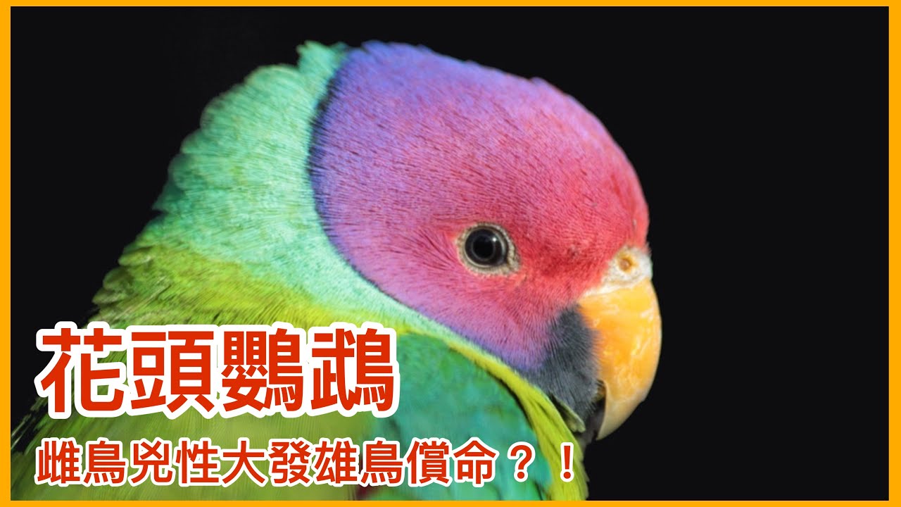 環頸戰鬥民族「花頭鸚鵡」!母鳥兇性大發咬死公鳥?!適合居家生活飼養的近危物種!【太神奇了傑克】 縮圖