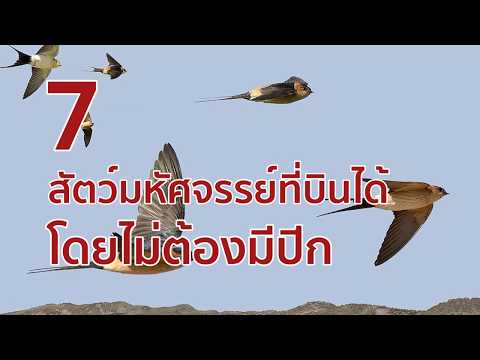 7 สัตว์มหัศจรรย์ที่บินได้โดยไม่ต้องมีปีก