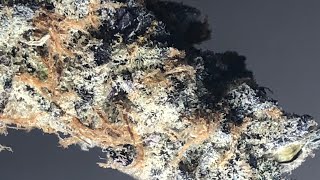 Ghost lime pop strain review