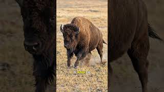 The Mighty Thunder Beast of the Great Plains