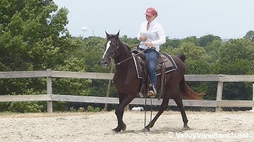 Clyde - gaiting long lines and diagonals! - ValleyViewRanch.net