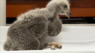 Soarin Hawk Volunteers Rescue Bald Eagle Chick After Nest Collapse