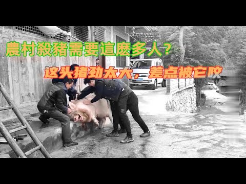 中國農村殺豬,殺壹頭豬需要這麽多人嗎?人少了估計要被豬追著跑! - YouTube