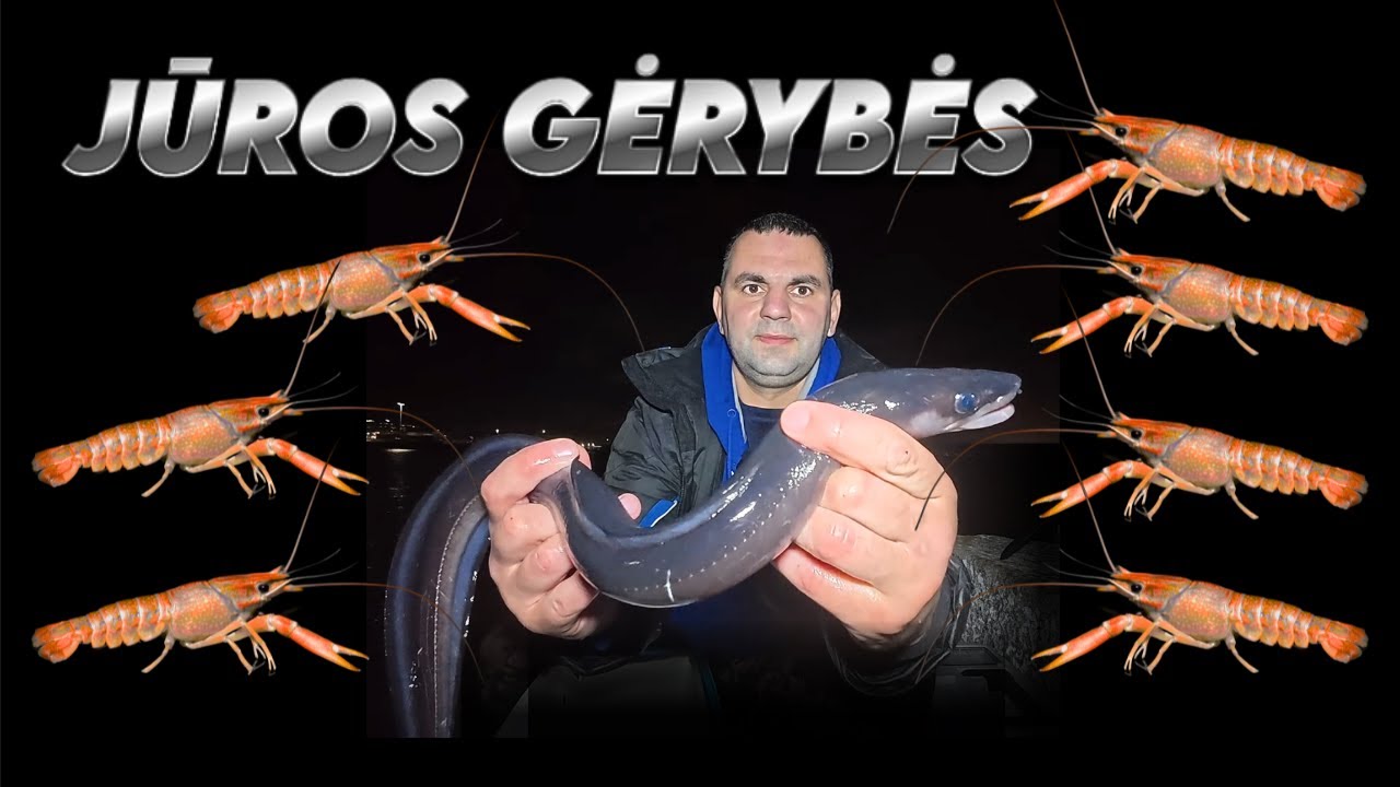 𝐆𝐀𝐔𝐃𝐀𝐔 𝐊𝐑𝐄𝐕𝐄𝐓𝐄𝐒 🦐 Ž𝐕𝐄𝐉𝐎𝐉𝐔 𝐍𝐔𝐎 𝐌𝐎𝐋𝐎 🇮🇪 𝐀𝐈𝐑𝐈𝐉𝐎𝐒 𝐉Ū𝐑𝐀 #prawnfishing #shrimpfishing #congereel