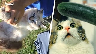 10 Surprising Things You Didn't Know About Cats screenshot 4