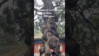 The Temple of Confucius in Beijing,China. Over 700 years.#history #beijing #oldtree #china