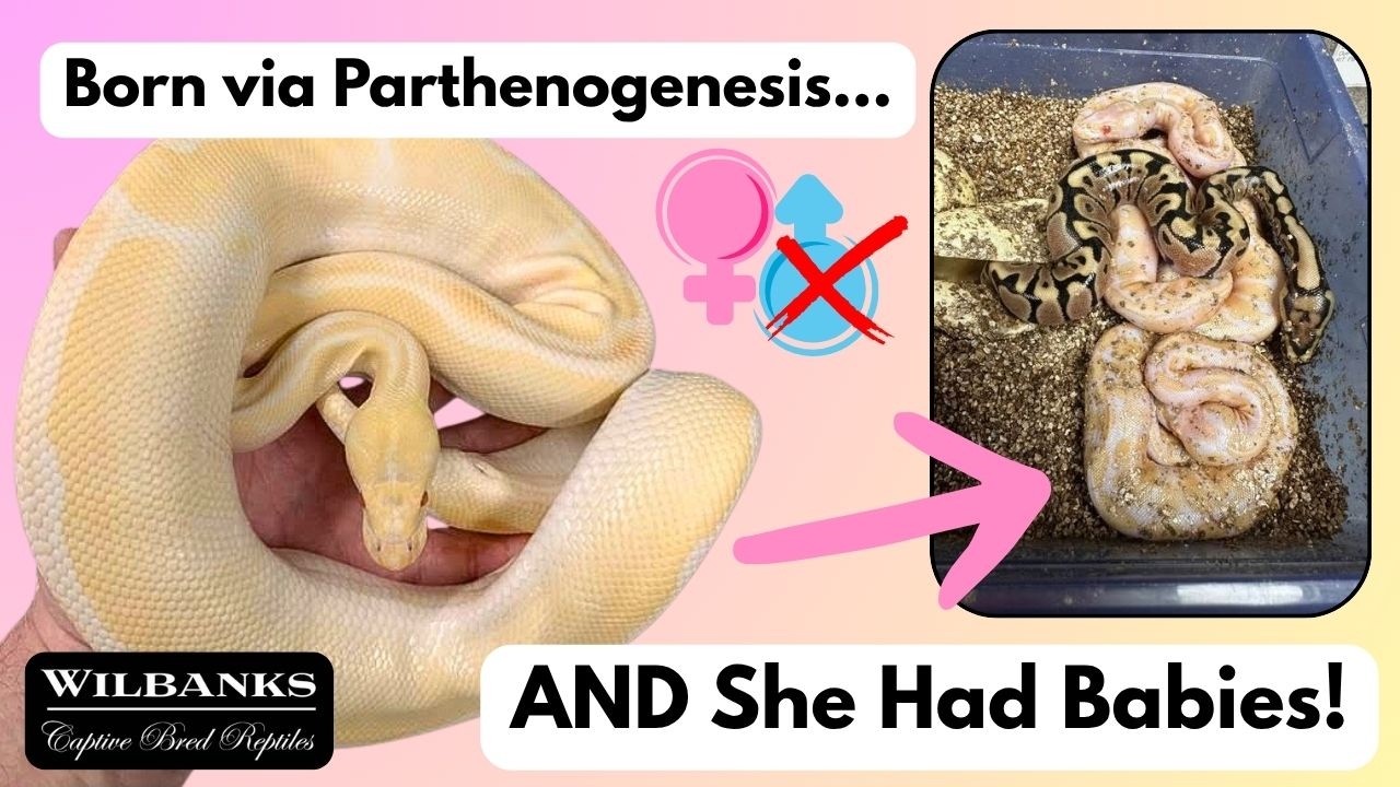 A Partho Snake Reproduced??? | Reptile Genetics Weekly Ep 162
