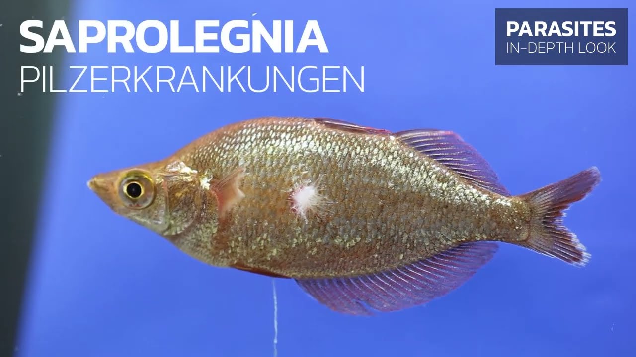 So Erkennen und Behandeln Sie Fischpilz Saprolegnia YouTube