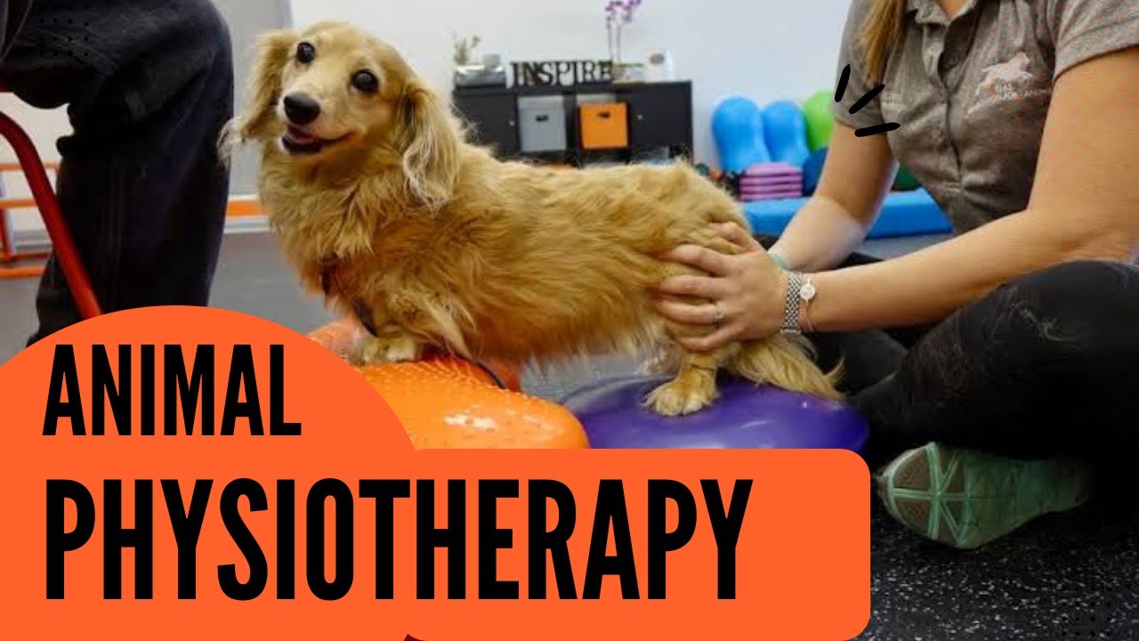Physiotherapy For Animals, Career In Physiotherapy |Physio trendz - YouTube