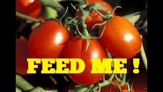 FERTILIZING TOMATOES FOR MAXIMUM PRODUCTION