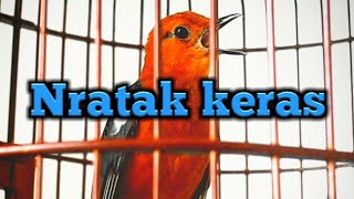 Anis merah nratak / kretekan anis merah