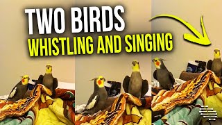 Two Birds Whistling and Singing Together in Sync