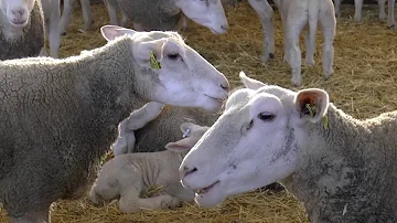 Où acheter de l'agneau du pré salé ?