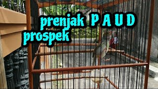 prenjak paud jantan belajar bunyi | prenjak gacor | prenjak kepala merah