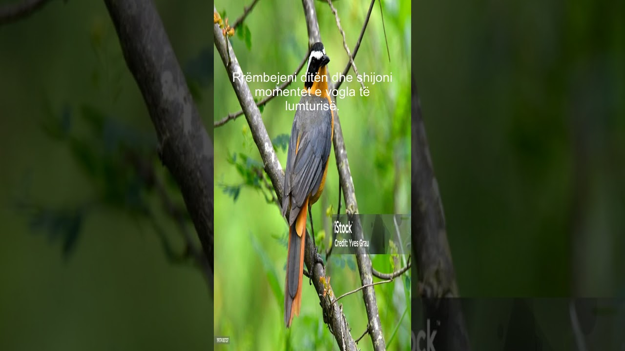 kënaqësi 20250509 1430