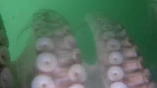 Fondo de la Bahía de Cádiz por el bajo de la cabezuela 03 12 2021